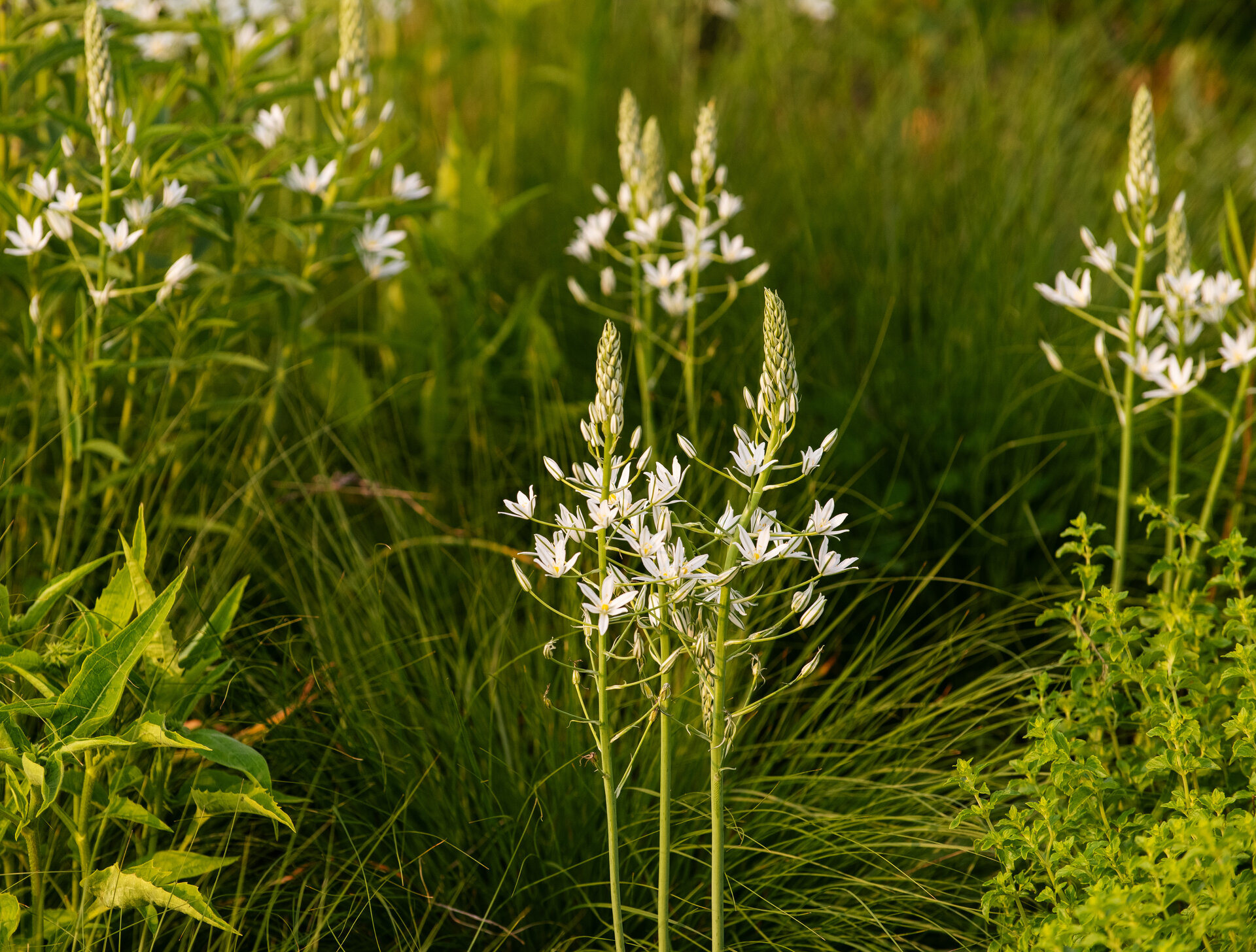 Ornithogalum ponticum 'Sochii'